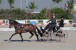 SM Bern 2012 (Dressur) 180